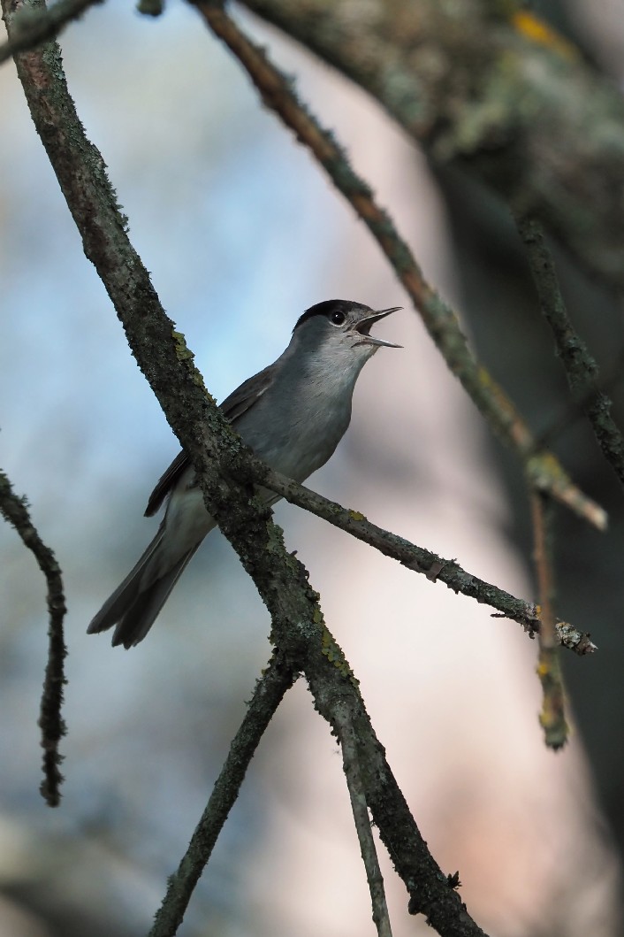  Sylvia atricapilla